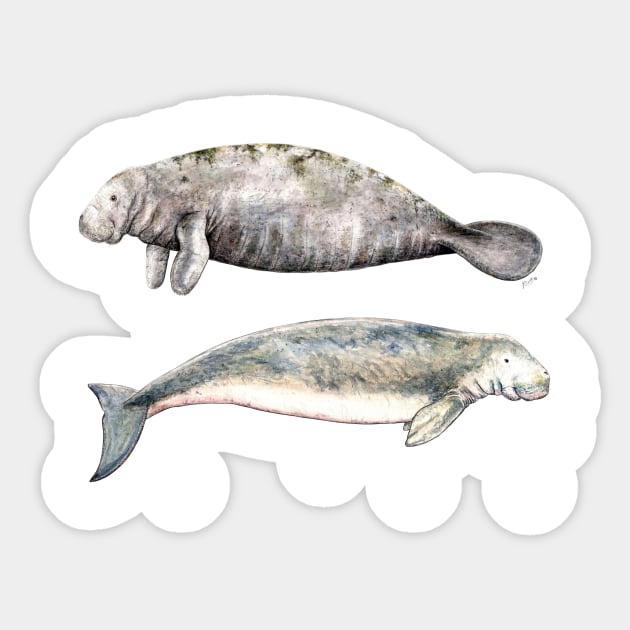 Sea cows: manatee and dugong Sticker by chloeyzoard